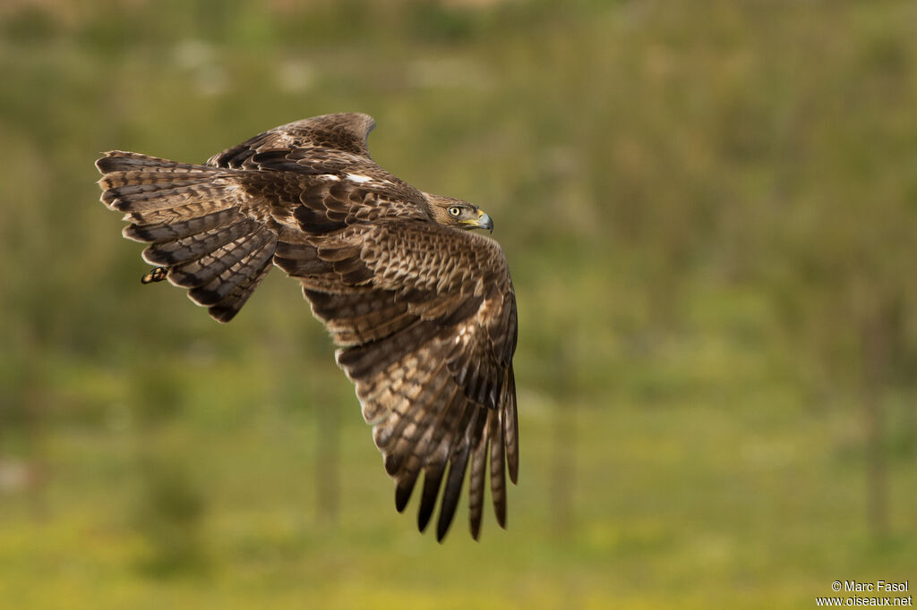 Aigle de Bonelli mâle 3ème année nuptial, Vol