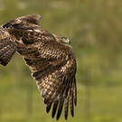 Aigle de Bonelli