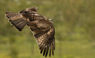 Aigle de Bonelli