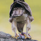 Aigle de Bonelli