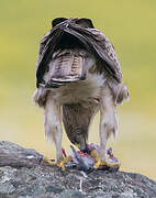 Aigle de Bonelli