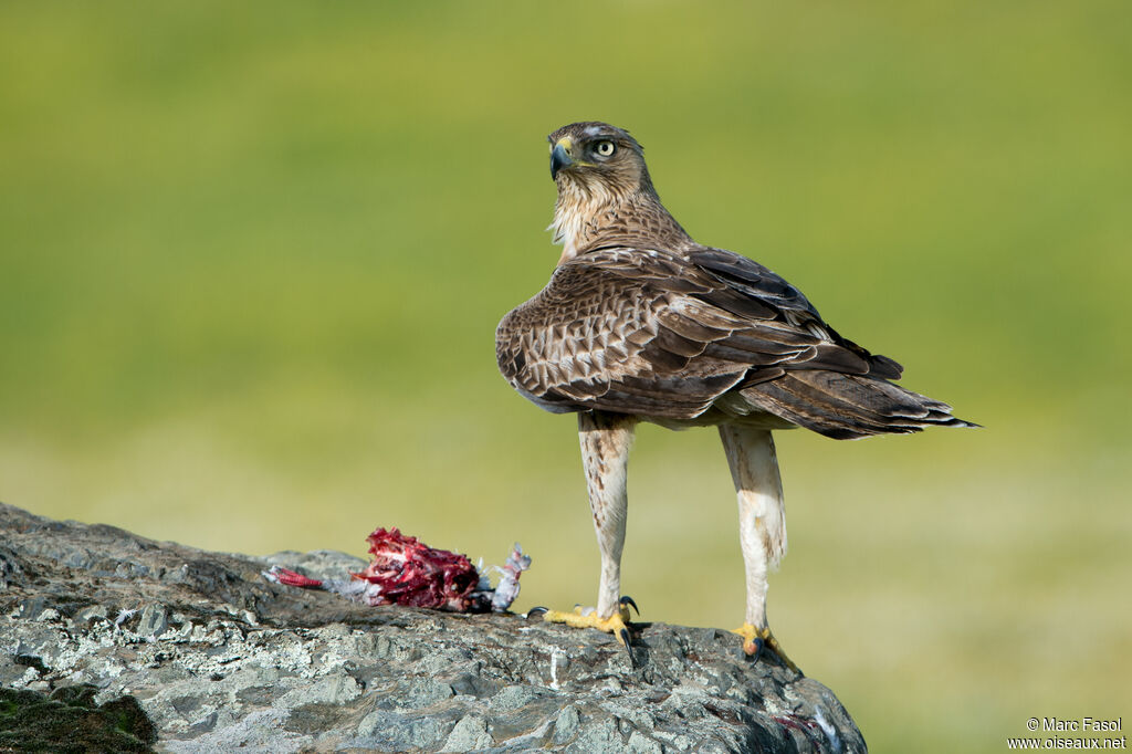 Aigle de Bonelli mâle 3ème année nuptial, identification, régime, mange