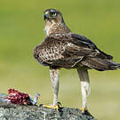 Aigle de Bonelli