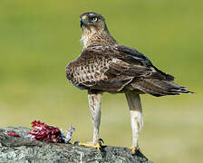 Aigle de Bonelli