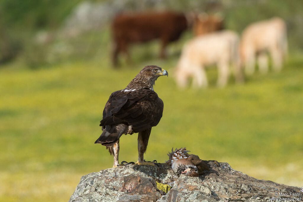 Aigle de Bonelli femelle adulte nuptial, identification, régime