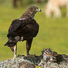 Aigle de Bonelli