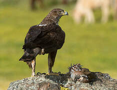 Bonelli's Eagle