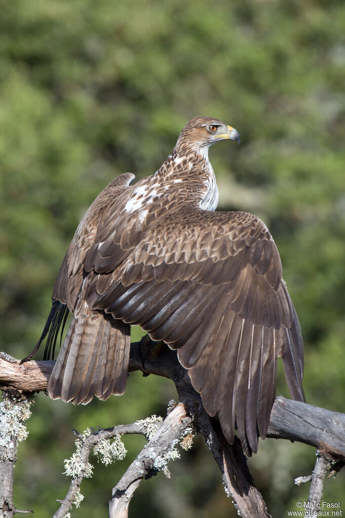 Aigle de Bonelli mâle adulte, identification