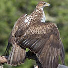 Aigle de Bonelli
