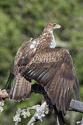 Bonelli's Eagle