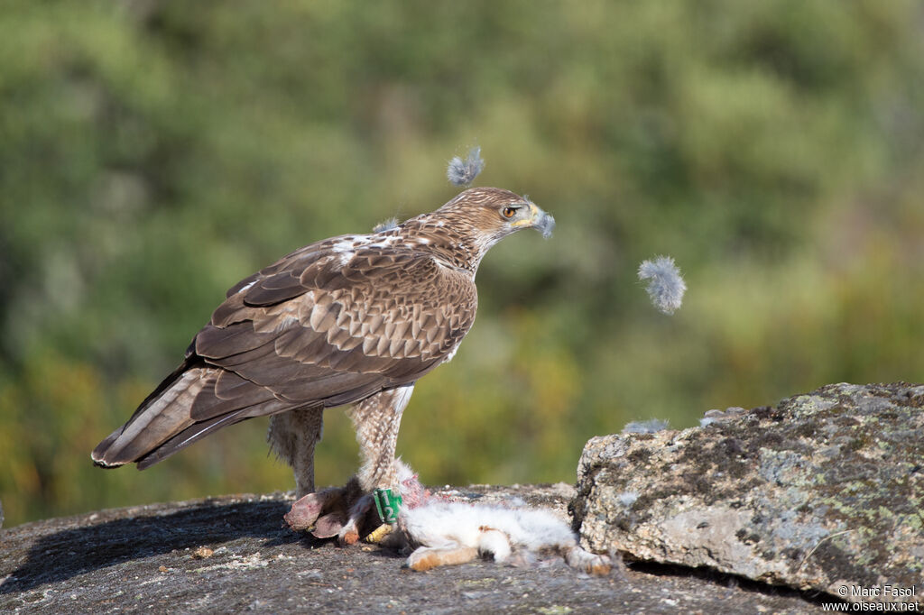 Aigle de Bonelli mâle adulte, régime, mange