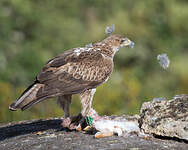 Aigle de Bonelli