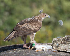 Bonelli's Eagle