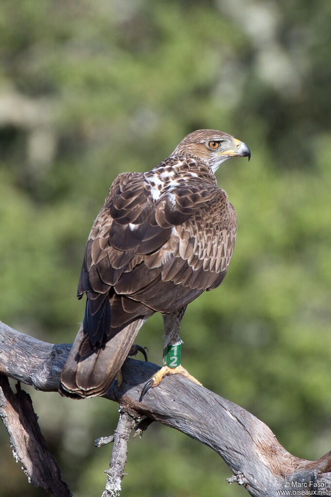 Bonelli's Eagle male adult