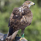 Aigle de Bonelli