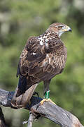 Bonelli's Eagle