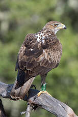 Aigle de Bonelli