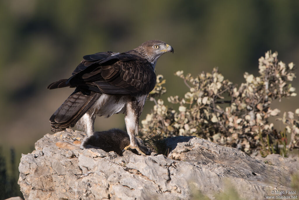 Aigle de Bonelli mâle adulte, identification, régime