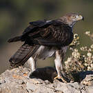 Aigle de Bonelli