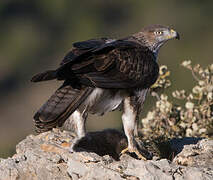 Bonelli's Eagle