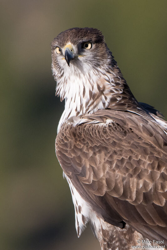Bonelli's Eagle male adult breeding, close-up portrait