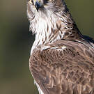 Aigle de Bonelli