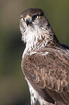 Aigle de Bonelli