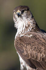 Aigle de Bonelli