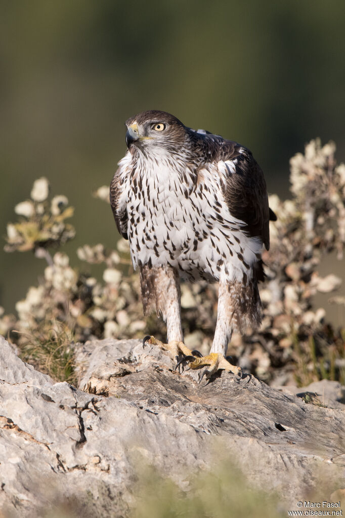 Aigle de Bonelli mâle adulte nuptial, identification