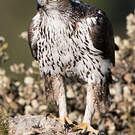 Aigle de Bonelli