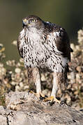 Bonelli's Eagle