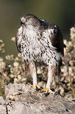 Aigle de Bonelli