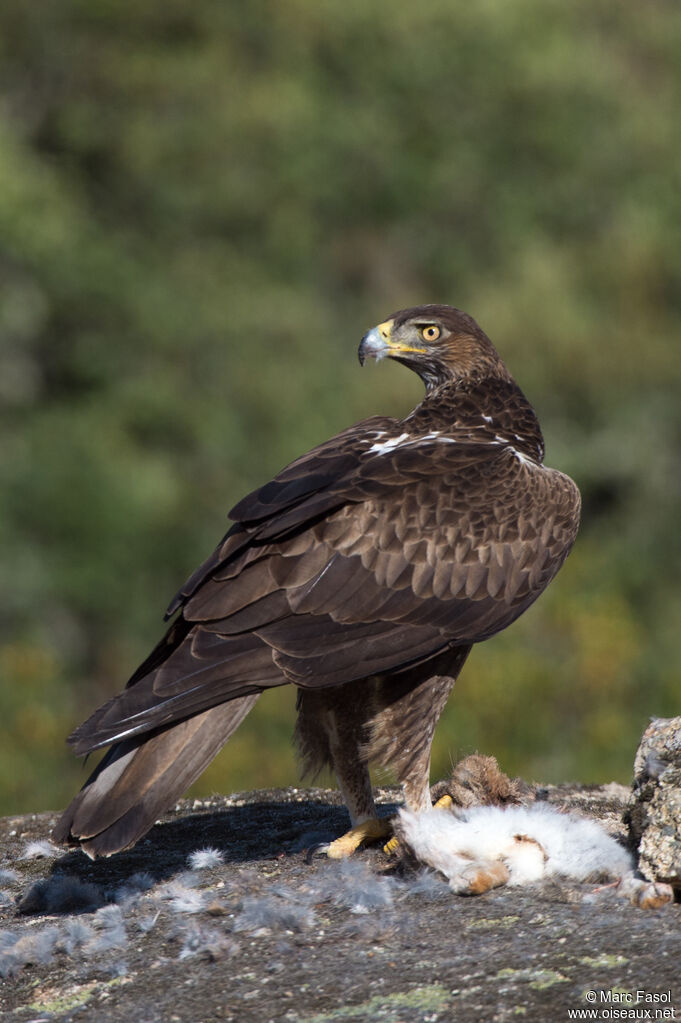 Aigle de Bonelli femelle adulte, identification, mange