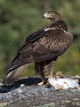 Aigle de Bonelli