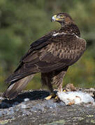 Bonelli's Eagle