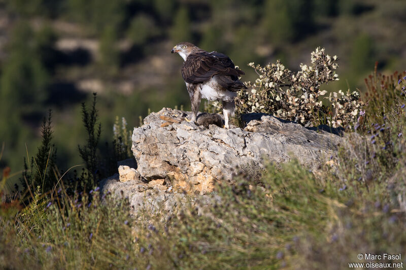 Bonelli's Eagle male adult, habitat, feeding habits