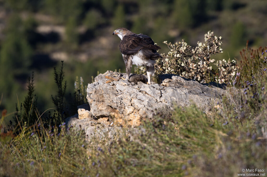 Aigle de Bonelli mâle adulte, habitat, régime