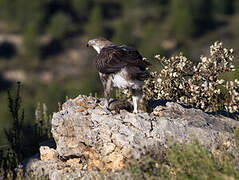 Aigle de Bonelli