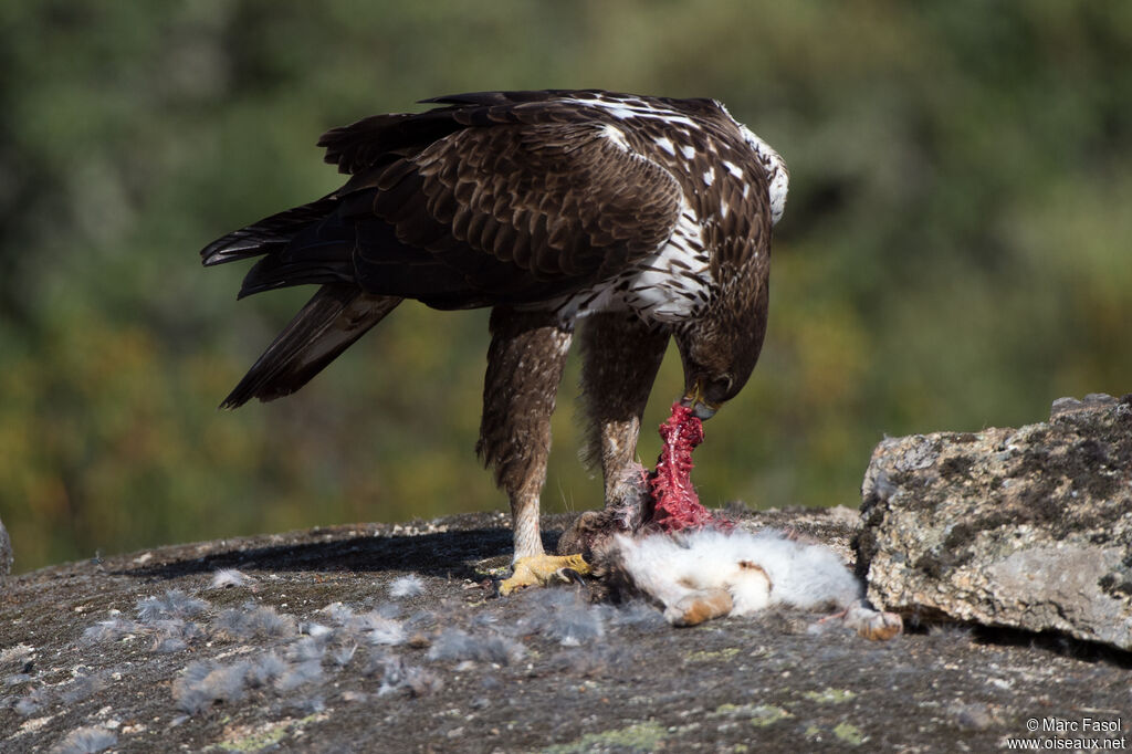 Aigle de Bonelli femelle adulte, identification, mange