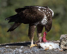 Bonelli's Eagle