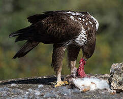 Aigle de Bonelli