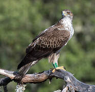 Aigle de Bonelli