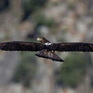 Aigle de Bonelli