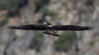 Bonelli's Eagle