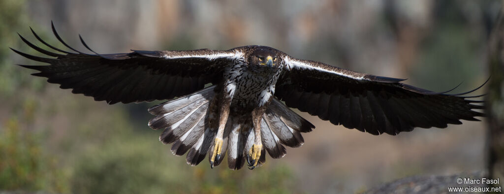 Bonelli's Eagle female adult, Flight