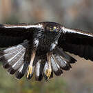 Aigle de Bonelli