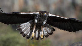 Aigle de Bonelli