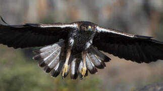 Bonelli's Eagle