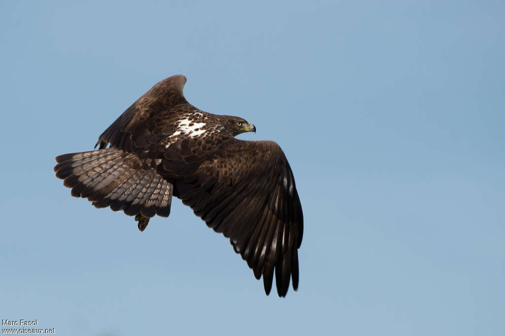 Aigle de Bonelli femelle adulte, identification, Vol