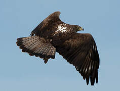 Bonelli's Eagle